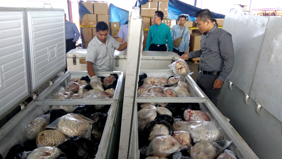 657 ekor trenggiling beku tanpa sisik dalam 5 freezeer ini disita polisi dari rumah pelaku di Jombang, sekarang diamankan di Mapolda Jawa Timur. Foto: Petrus Riski