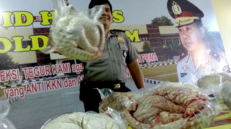Polisi menunjukkan trenggiling yang berhasil digagalkan dari penyelundupan. Foto: Petrus Riski