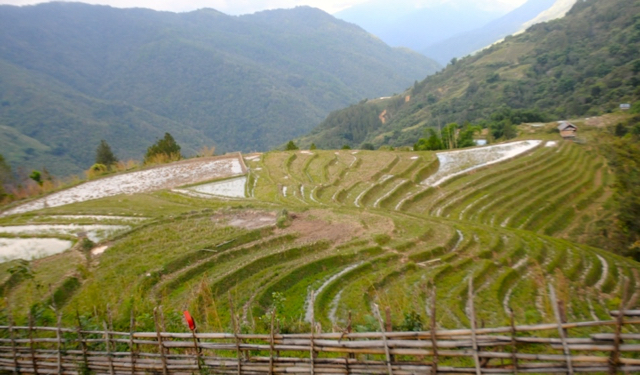 Hamparan sawah di Rongkong, dalam perjalanan menuju Seko. Foto: Eko Rusdianto