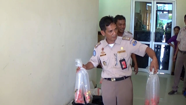 Anwar, Kepala Petugas Balai Karantina Ikan Pengedalian Mutu dan Keamanan Hasil Perikanan Kelas I Medan menunjukkan barang bukti ribuan baby lobster dalam plastik. Foto: Ayat S Karokaro
