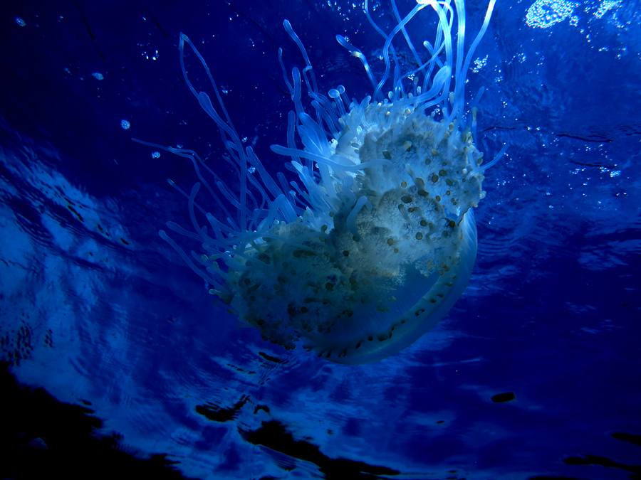 Jellyfish atau ubur ubur . Foto : Wisuda