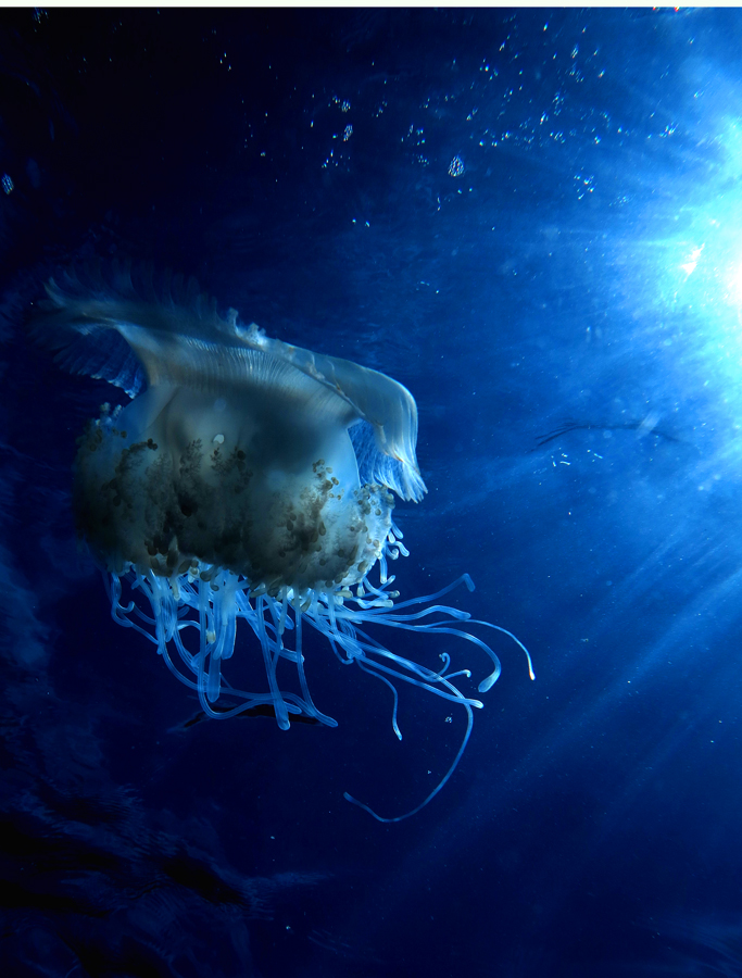 Jellyfish atau ubur ubur . Foto : Wisuda