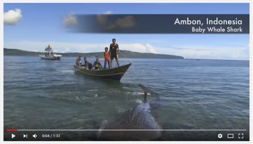 Screenshot video dari Youtube dari hiu paus yang ditangkap nelayan di Ambon, Maluku. Sumber : youtube