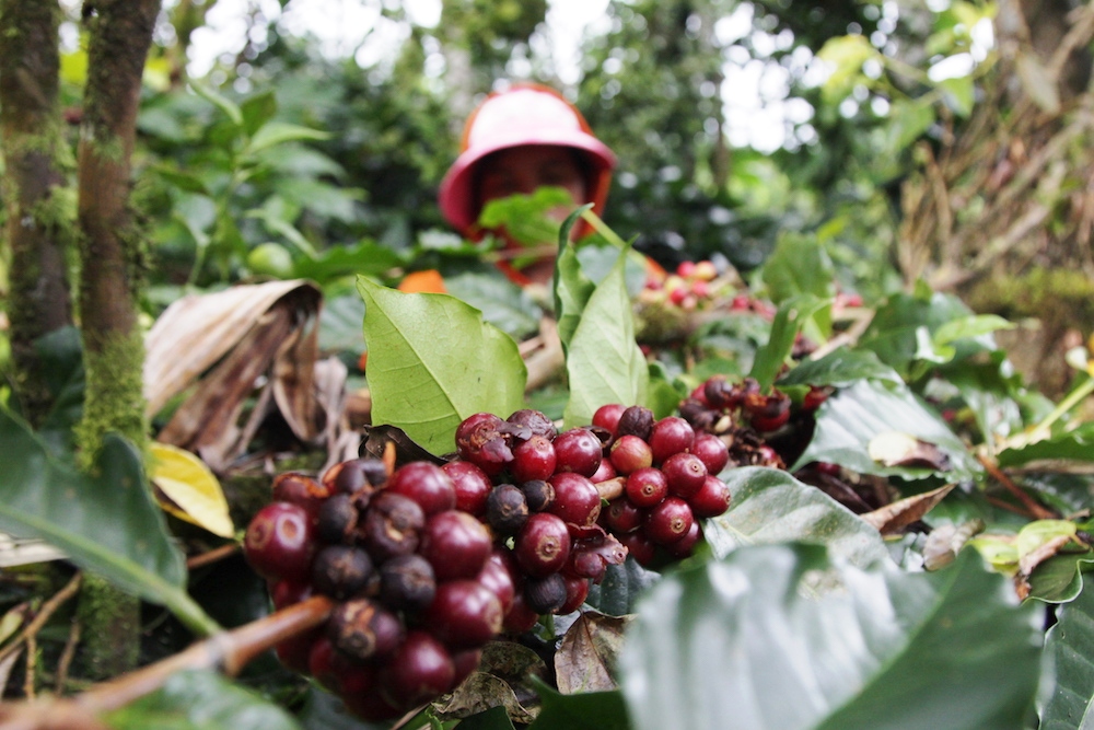Seorang petani sedang memanen kopi di Kintamani, Bangli, Bali. Produksi kopi kebanggaan pulau Bali ini terancam makin menurun, antara lain karena hujan yang masih turun merusak kualitas kopi di Kintamani. Foto : Anton Muhajir