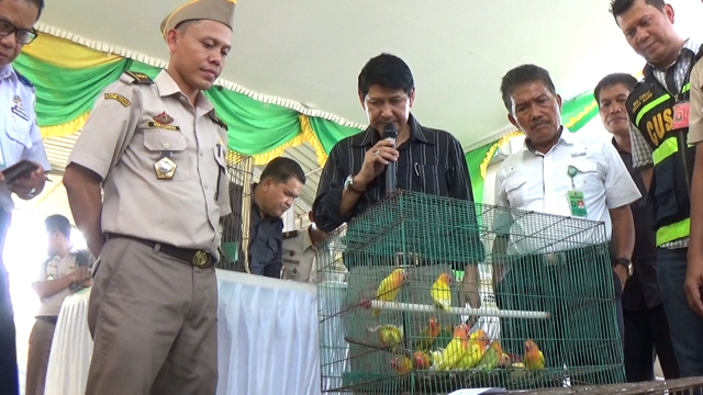 Kepala Kantor BKP Kelas II Medan, Japar Sidik melihat burung yang berusaha diselundupkan. Foto: Ayat S Karokaro