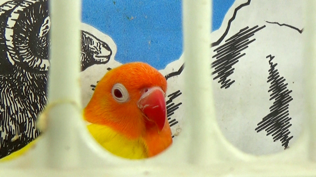  Lovebird, antara lain burung yang akan diselundupkan melalui Bandara Kualanamu. Foto: Ayat S Karokaro