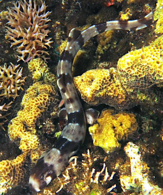 hiu jalan2-Hemyscillium (7)