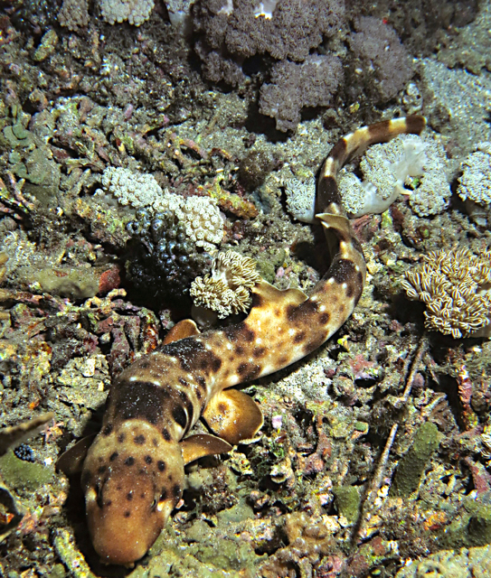 hiu jalan2-Hemyscillium (8)