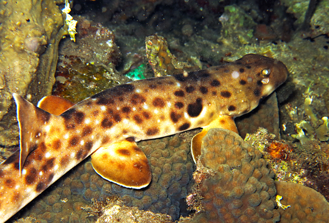 Hiu berjalan endemik Maluku Utara. Foto: dokumentasi Nasijaha Dive Centre