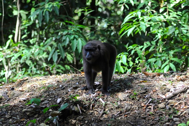 Satu Macaca maura di tepian jalan menanti pengendara melempar makanan. Foto: Eko Rusdianto 