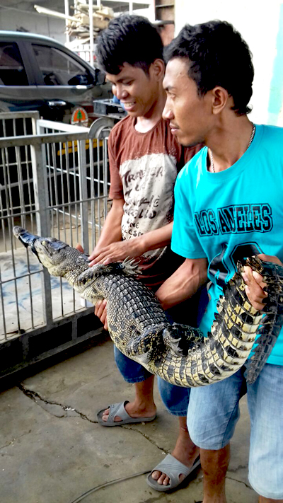 Buaya muara yang diserahkan warga ke BKSDA Kalbar setelah 22 tahun dipelihara. Foto: BKSDA Kalbar