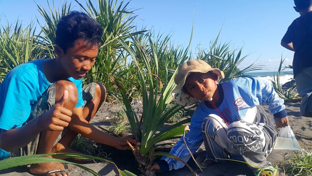 Anak-anak di Pesisir Samas menanam pandan buto untuk melestarikan tanaman endemik di Pesisir Bantul. Foto: Tommy Apriando