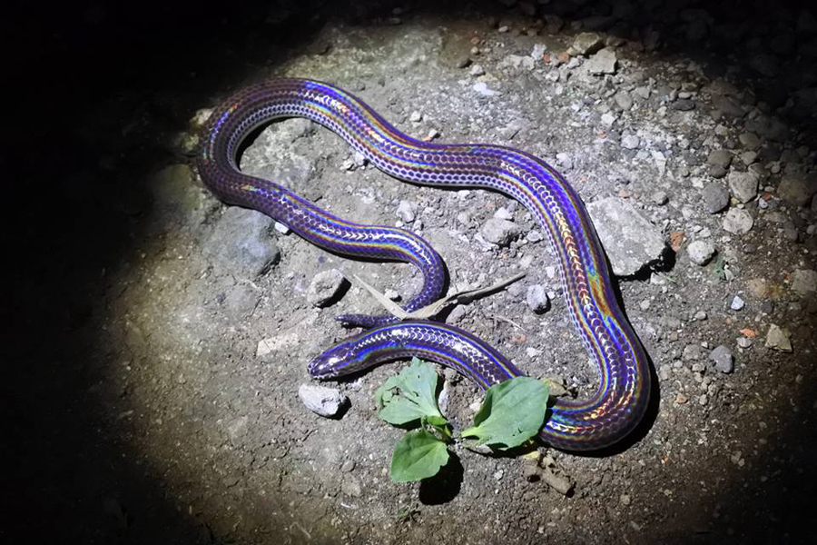 Ular pelangi (Xenopeltis unicolor). Foto: Ciliwung Reptile Center