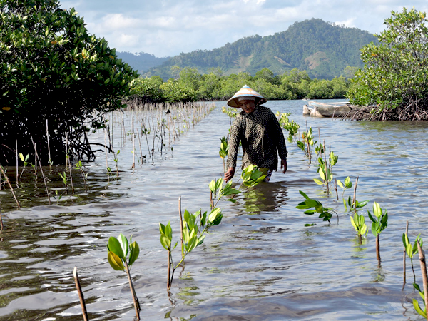 Menanam mangrove di hari kemerdekaan. Foto: Christopel Paino