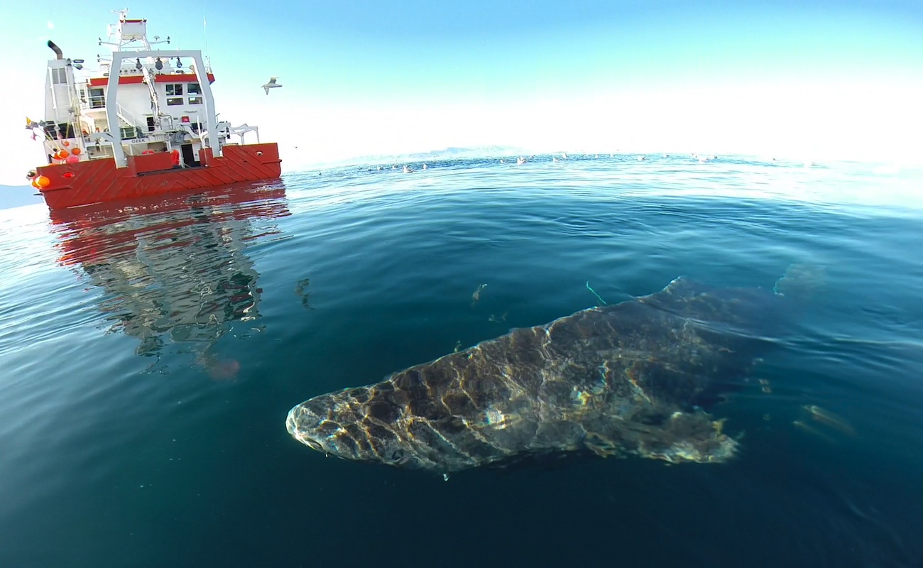 HIu Greenland yang diduga berumur 400 tahun dan dinobatkan sebagai vertebrata tertua didunia. Foto : geopraphical.co.uk/descna.com