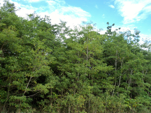 Mangrove yang tumbuh subur. Foto: Agapitus Batbual