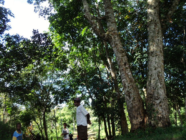 Karet tanaman warga. Foto: Agapitus Batbual