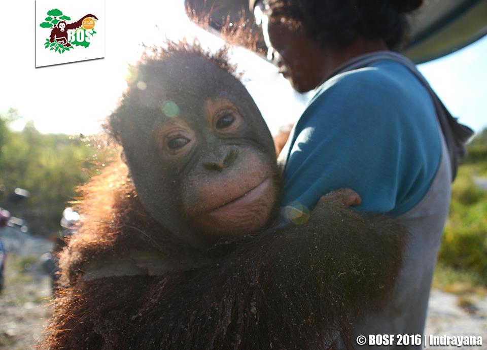 Tim Rescue BOSF di Nyaru Menteng, Kalimantan Tengah, menyelamatkan orangutan jantan yang dipelihara warga Desa Bangkuang selama tiga tahun. Foto: BOSF/Indrayana