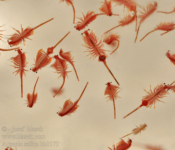 Artemia salina, salah satu jenis pakan alami esensial untuk larva ikan dan udang, yang selama ini selalu diimpor dari Amerika serikat, Tiongkok, dan Vietnam. KKP mendorong daerah di Indonesia untuk mengembangkan budidaya artemia untuk pemenuhan pakan alami ikan dan udang. Foto : josef hlasek