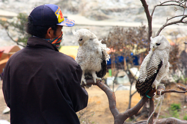 Sipur, dengan dua burung hantu. Foto: Nuswantoro