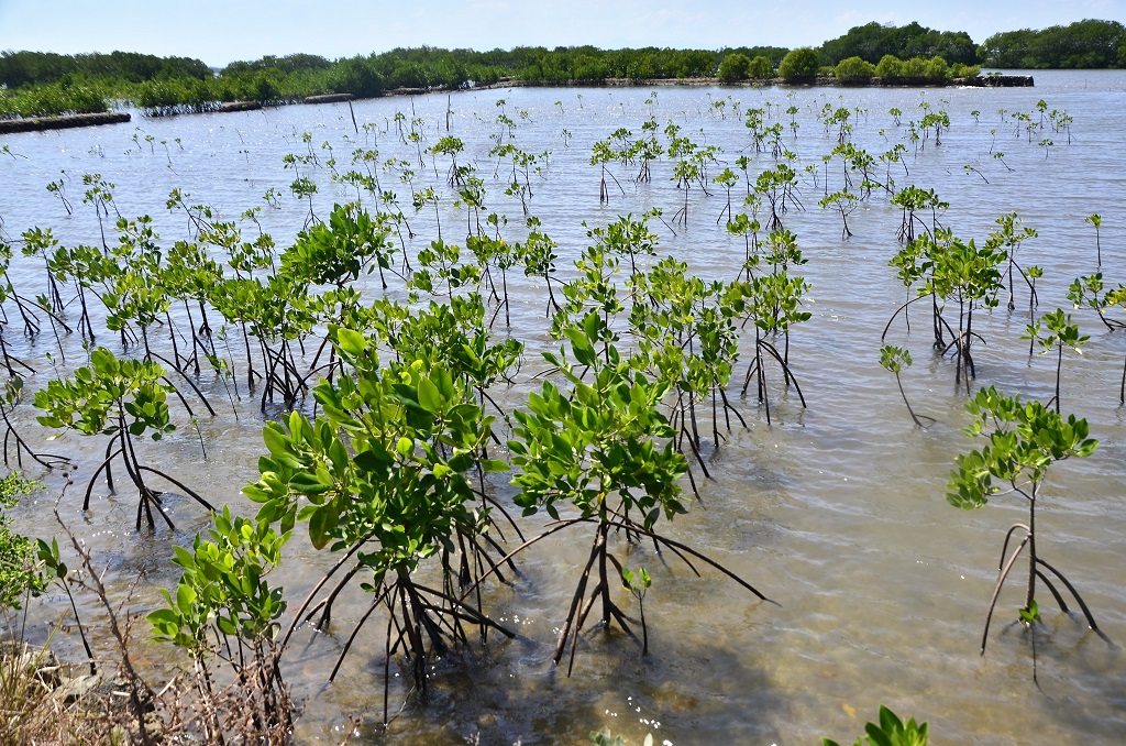 Mangrove yang ditanam sejak dua tahun lalu Dusun Cambaloe, Desa Balandatu, Kecamatan Mappakasunggu, Kabupaten Takalar, Sulawesi Selatan kini sudah mulai tumbuh di beberapa tambak yang telah direstorasi. Ditargetkan seluruh proses restorasi ini akan rampung di tahun 2017. Foto: Wahyu Chandra