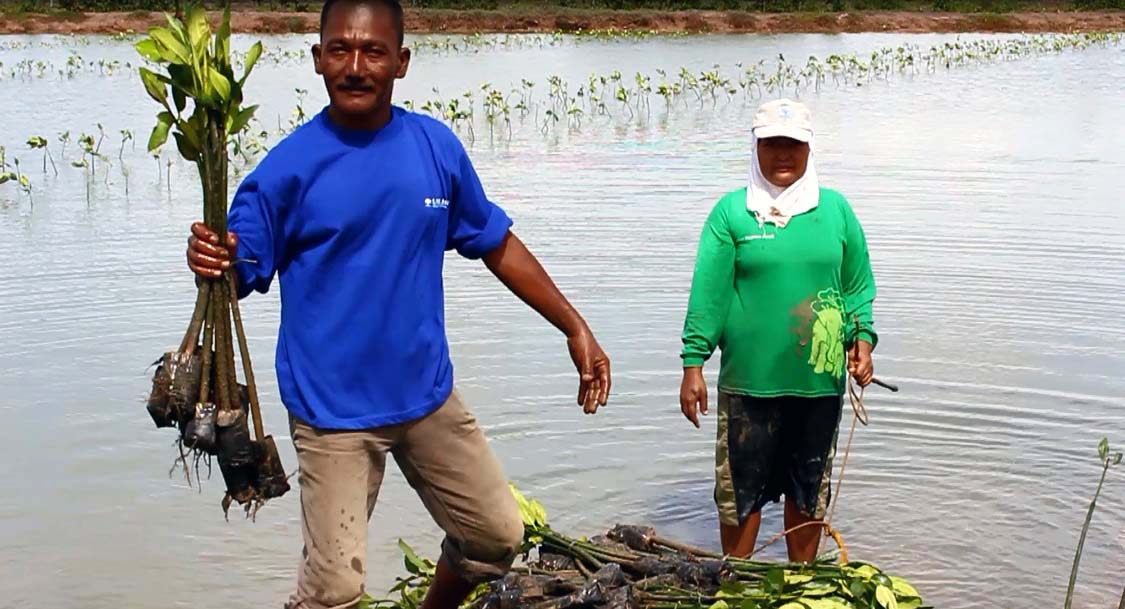 Bakau yang ditanam Azhar, sudah 10 tahun lebih ia menanam. Foto: Chik Rini 