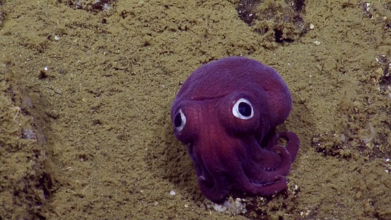 Stubby squid dengan nama latin Rossia pacifica. Foto: E/V Nautilus