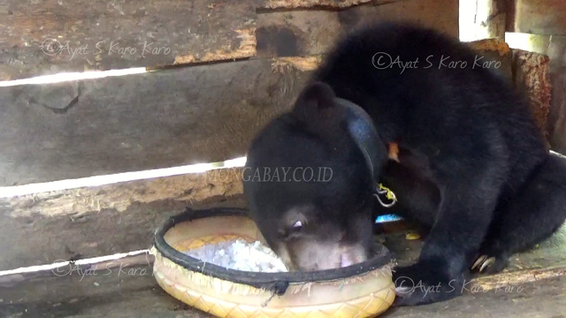 Nasi, gula dicampur susu sebagai makanan beruang sehari-hari. Foto: Ayat S Karokaro