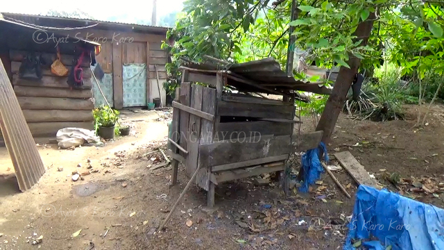 Di kandang inilah anak beruang itu hidup...Foto: Ayat S Karokaro