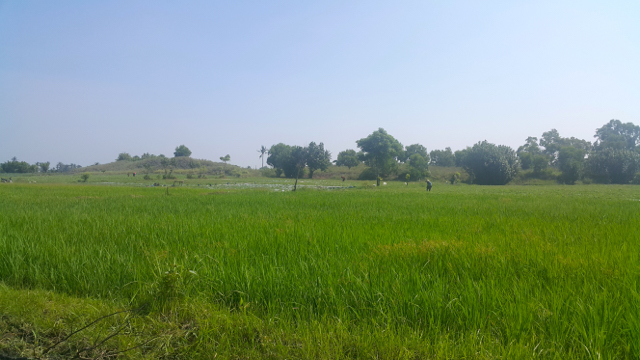 Sawah warga banyak sudah berubah menjadi galian psir, seperti yang dialami Salim Kancil. Kalau tak ada pengaturan yang benar, sawah-sawah pesisir yang masih tersisapun bakal mengalami nasib serupa. Foto: Tommy Apriando