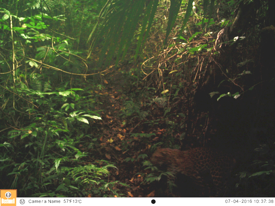 Macan tutul jawa yang terekam kamera jebak. Foto: TNBTS