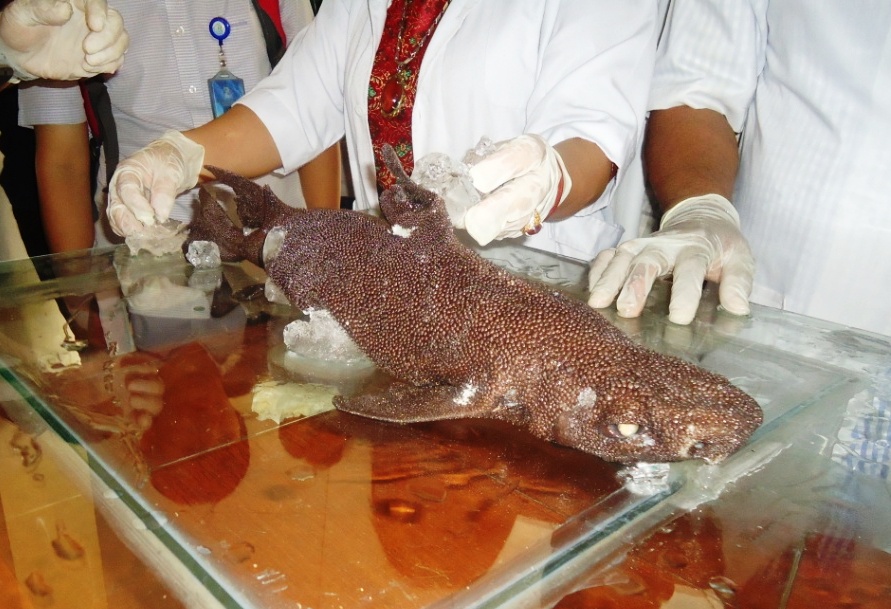 Hiu dari famili Oxynotidae yang ditemukan di pantai Kalasey, kabupaten Minahasa, Minggu (07/08/2016). Diduga, hiu ini merupakan jenis spesies baru. Foto : Themmy Doaly