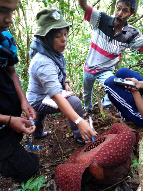 bunga bangkai4-IMG20160807130840