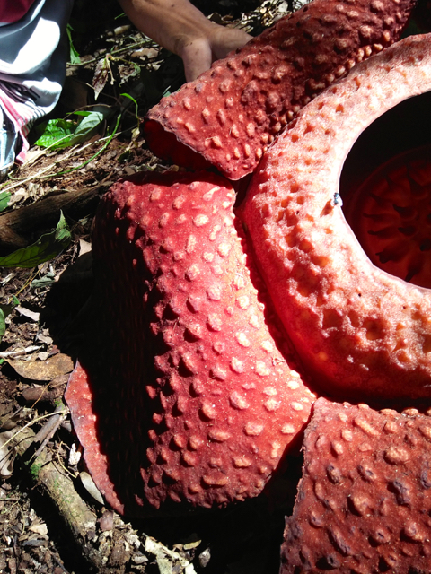 bunga bangkai1-IMG20160807111743