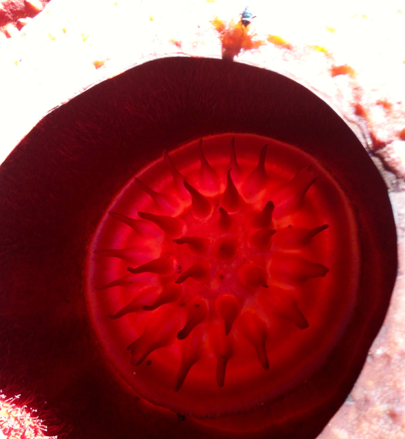 bunga bangkai3-IMG20160807111706