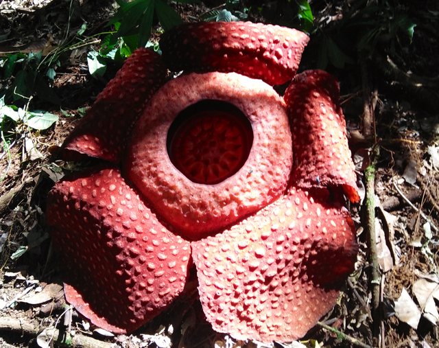 Bunga bangkai yang mekar di Bukit Baka, Foto: Vinolia