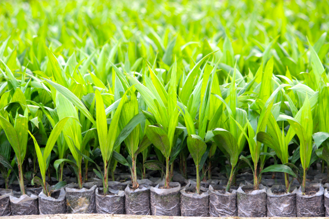 Bibit sawit rakyat mandiri. Foto: Sapariah Saturi