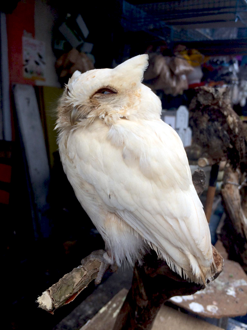 Celepuk reban (Otus lempiji) yang diubah warnanya menjadi putih untuk dijual. Foto: Heru Cahyono/TRAFFIC