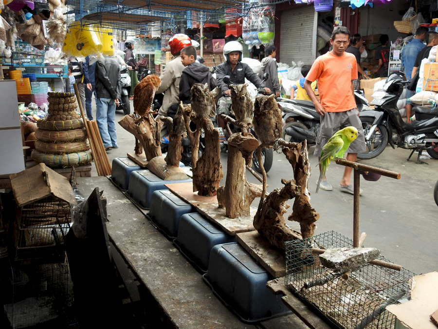 Sejumlah burung hantu dipajang siang hari untuk dijual di pasar burung di Malang. Foto: Heru Cahyono/TRAFFIC