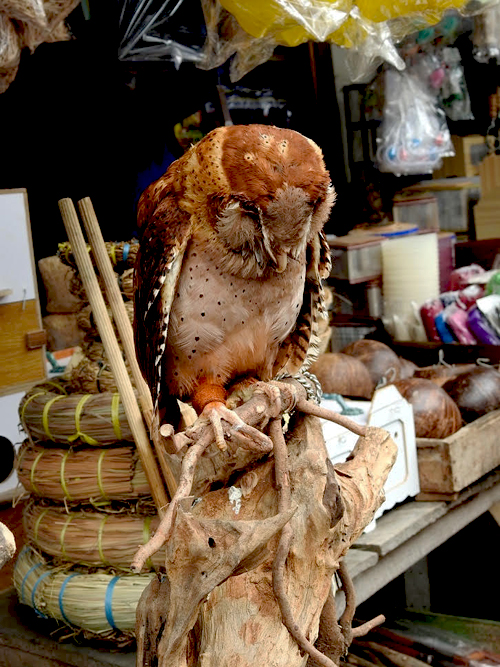 Serak bukit (Phodilus badius) yang dijual di pasar burung di Malang. Foto: Heru Cahyono/TRAFFIC
