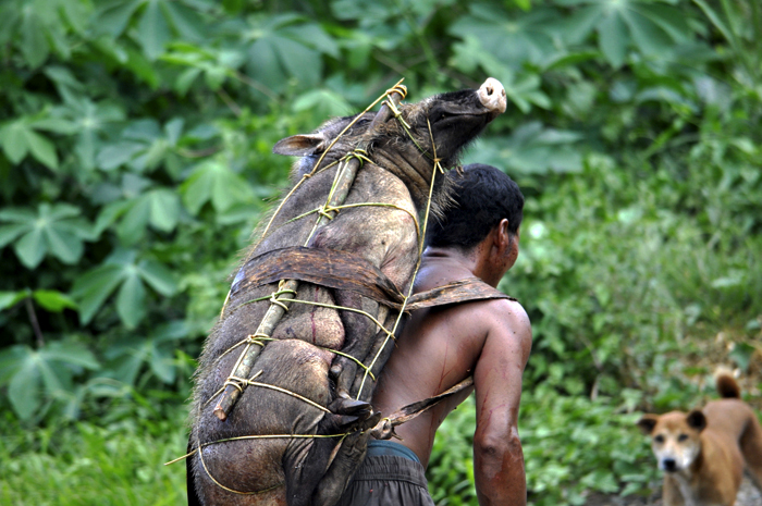 Masyarakat setempat yang membawa hasil buruannya. Foto: Yustinus S. Hardjanto 