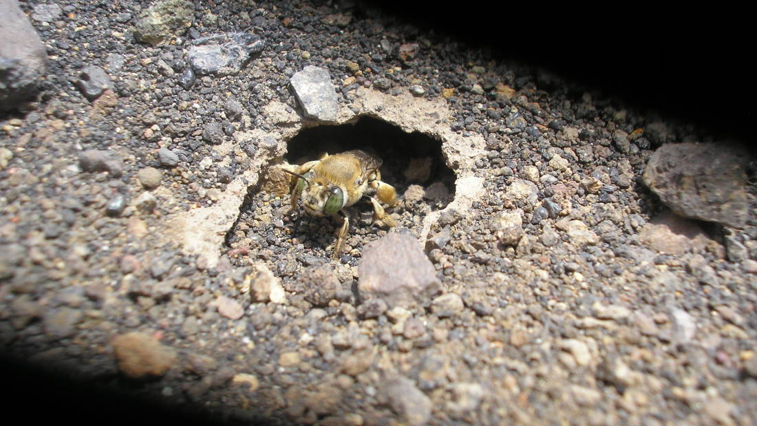 Lebah ini bertahan hidup di wilayah tandus di tepian kawah Gunung Api Masaya, Nikaragua. Sumber: Erenler 2014