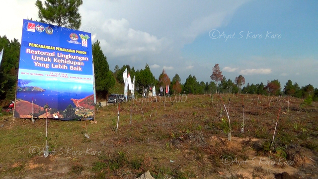 Penanaman ribuan pohon di tanah seluas 15 hektar di hutan lindung Huta Ginjang, Tapanuli Utara, Sumut. Restorasi perlu dilakukan karena hutan sudah kritis. Foto: Ayat S Karokaro