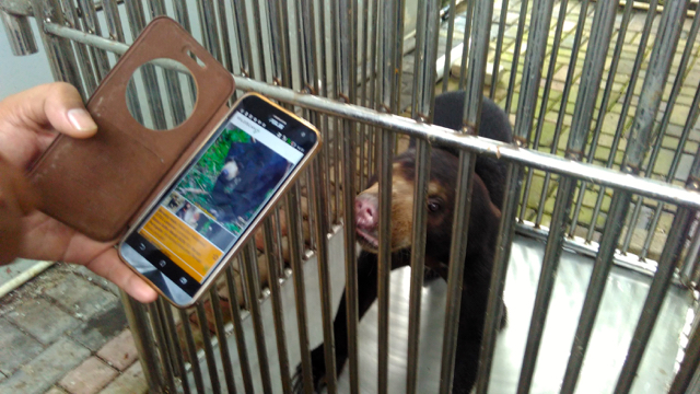 Alat ini bukan hanya bisa mengindentifikasi satwa, tetapi bisa langsung lapor kepada pihak berwenang kalau ternyata itu satwa langka. Foto: Lusia Arumingtyas