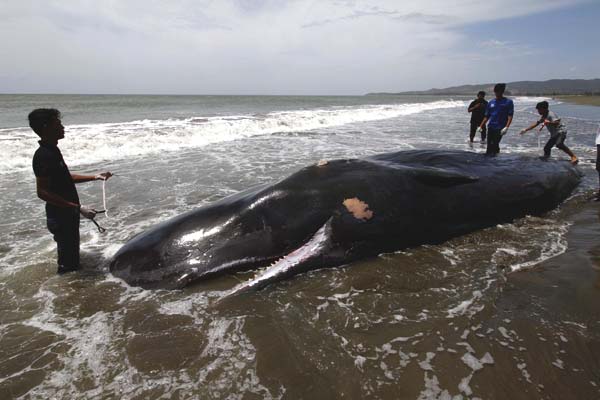 Paus sperma ini panjangnya sekitar tujuh meter dan mati yang diduga akibat sakit atau kelelahan akibat terdampar. Foto: Junaidi Hanafiah