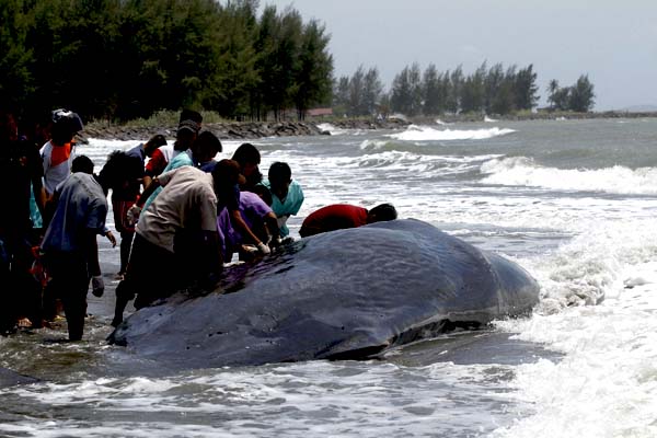 Paus sperma ini telah diambil sampel tubuhnya untuk diteliti penyebab kematiannya. Foto: Junaidi Hanafiah