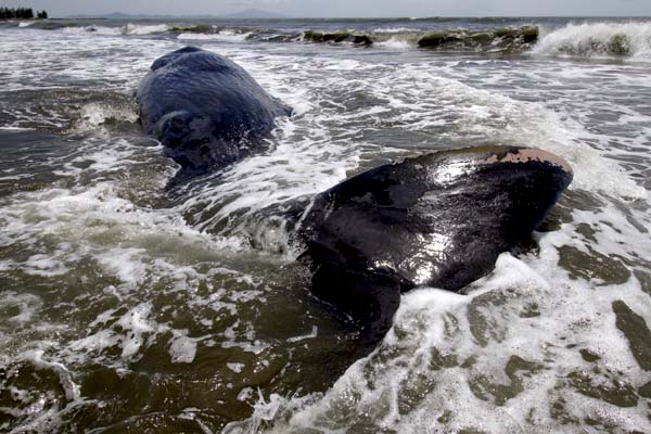 Paus sperma yang terdampar di di Pantai Alue Naga, Kecamatan Syiah Kuala, Kota Banda Aceh, Aceh, 4 Agustus 2016 ini mati. Foto: Junaidi Hanafiah