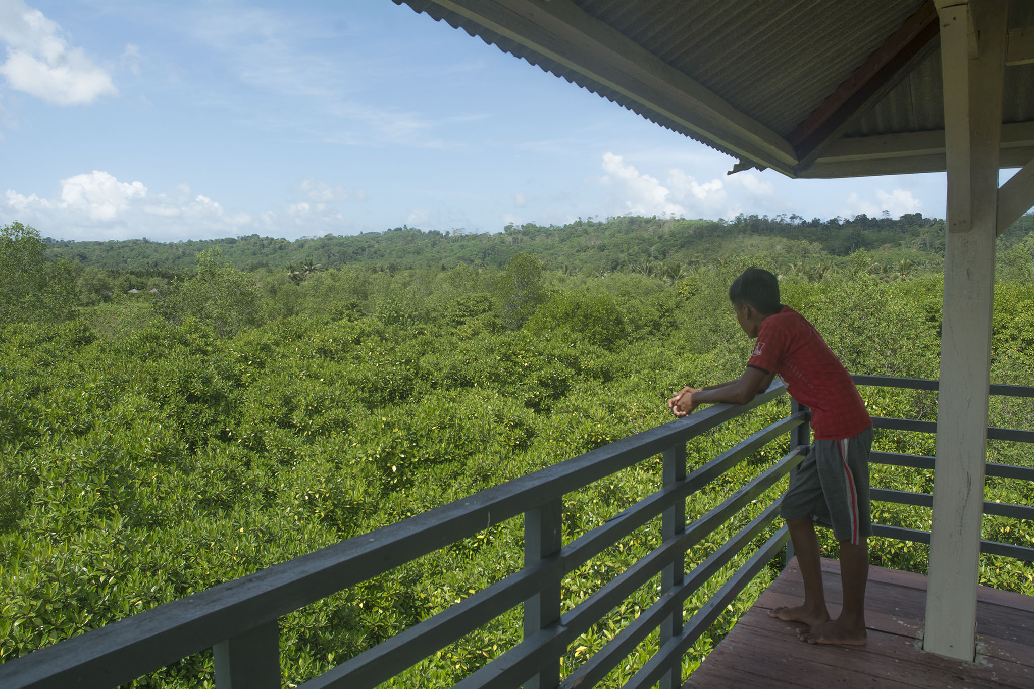 Gardu pandang untuk melihat hijaunya hutan mangrove Segara Anakan, Kampung Laut, Cilacap, Jateng. Foto : L Darmawan