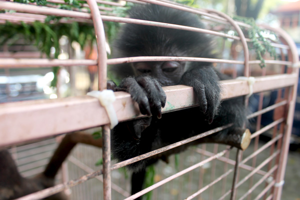 Bayi lutung jawa di salah satu kandang milik pedagang satwa yang berhasil diamankan. Foto: Petrus Riski