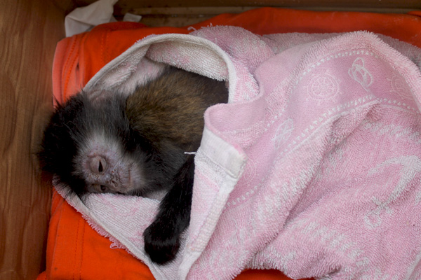 Bayi lutung jawa yang lemas dan sakit yang diamankan dari rumah pelaku. Foto: Petrus Riski